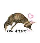 日常cat2（個別スタンプ：11）