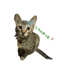 日常cat2（個別スタンプ：12）