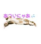 日常cat2（個別スタンプ：13）