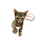 日常cat2（個別スタンプ：15）