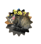 日常cat2（個別スタンプ：16）
