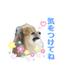 茶太ンプ2（個別スタンプ：5）