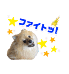 茶太ンプ2（個別スタンプ：8）