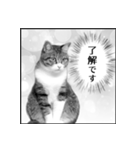 猫の実写スタンプ2 （モノクロ編）（個別スタンプ：4）