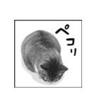 猫の実写スタンプ2 （モノクロ編）（個別スタンプ：8）