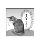 猫の実写スタンプ2 （モノクロ編）（個別スタンプ：14）