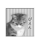 猫の実写スタンプ2 （モノクロ編）（個別スタンプ：24）