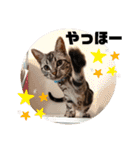 ルナくん 5 アメリカンショートヘア（個別スタンプ：1）