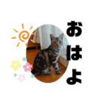 ルナくん 5 アメリカンショートヘア（個別スタンプ：2）