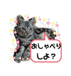 ルナくん 5 アメリカンショートヘア（個別スタンプ：5）