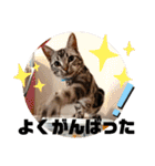 ルナくん 5 アメリカンショートヘア（個別スタンプ：7）