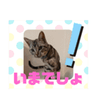 ルナくん 5 アメリカンショートヘア（個別スタンプ：9）