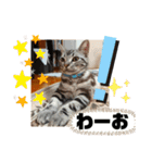 ルナくん 5 アメリカンショートヘア（個別スタンプ：11）