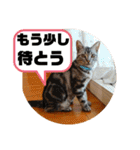 ルナくん 5 アメリカンショートヘア（個別スタンプ：13）