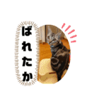 ルナくん 5 アメリカンショートヘア（個別スタンプ：16）