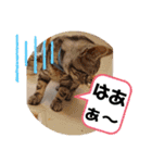 ルナくん 5 アメリカンショートヘア（個別スタンプ：22）