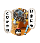 ルナくん 5 アメリカンショートヘア（個別スタンプ：27）
