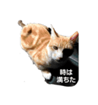 日常会話with cat（個別スタンプ：8）