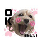 マルプー ここちゃん（個別スタンプ：3）