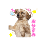 マルプー ここちゃん（個別スタンプ：8）
