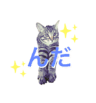 ねこししょう3津軽弁（個別スタンプ：1）