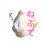 ねこししょう3津軽弁（個別スタンプ：2）