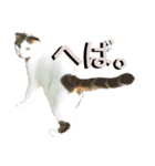 ねこししょう3津軽弁（個別スタンプ：3）