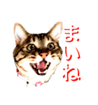 ねこししょう3津軽弁（個別スタンプ：4）