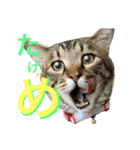 ねこししょう3津軽弁（個別スタンプ：5）