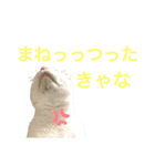 ねこししょう3津軽弁（個別スタンプ：6）