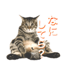 ねこししょう3津軽弁（個別スタンプ：7）