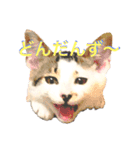 ねこししょう3津軽弁（個別スタンプ：8）