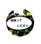 丁寧語のお茶目なマダム（個別スタンプ：11）