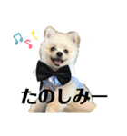 ポメラニアンAndyのLIFESTMPS 4（個別スタンプ：1）
