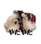 ポメラニアンAndyのLIFESTMPS 4（個別スタンプ：2）