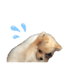 ポメラニアンAndyのLIFESTMPS 4（個別スタンプ：10）