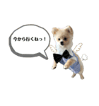 ポメラニアンAndyのLIFESTMPS 4（個別スタンプ：11）