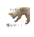 ポメラニアンAndyのLIFESTMPS 4（個別スタンプ：19）