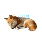 sleepyな柴犬（個別スタンプ：1）