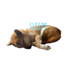 sleepyな柴犬（個別スタンプ：2）