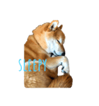 sleepyな柴犬（個別スタンプ：3）
