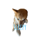sleepyな柴犬（個別スタンプ：5）