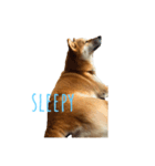 sleepyな柴犬（個別スタンプ：6）
