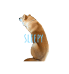 sleepyな柴犬（個別スタンプ：7）