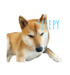 sleepyな柴犬（個別スタンプ：8）
