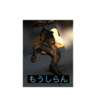 てつの日常生活4（個別スタンプ：6）