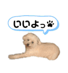 ぽんのの2（個別スタンプ：12）