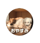 ぽんのの2（個別スタンプ：22）
