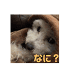 ぽんのの2（個別スタンプ：25）