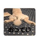 ぽんのの2（個別スタンプ：30）